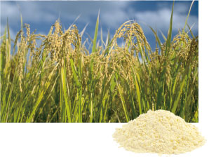 米ぬかに培養シイタケ菌の培養液を作用させ抽出したLEF